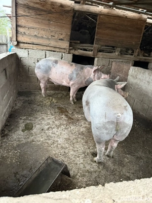 porci de carne - imagine 2