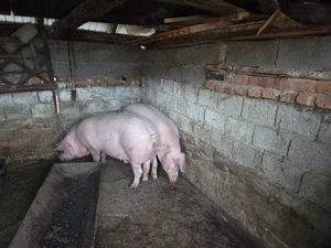 Porci de vânzare   250 kg, 3000 lei - imagine 3 Porci de vânzare   250 kg, 3000 lei - imagine 3