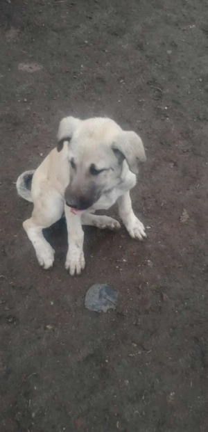  Caini Kangal  - imagine 2