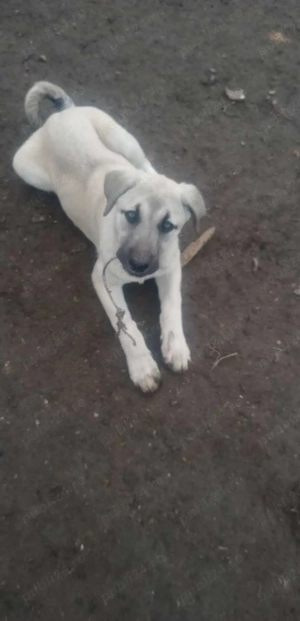  Caini Kangal 