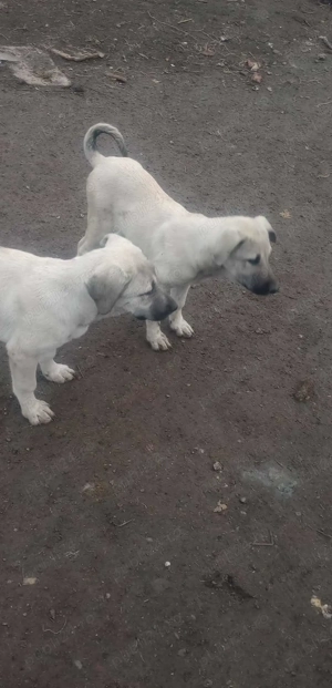  Caini Kangal  - imagine 4