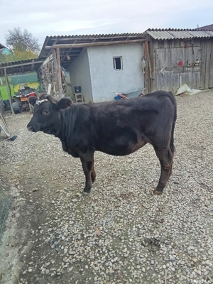 Vind Vițică  - imagine 2