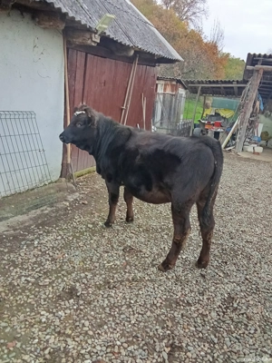 Vind Vițică  - imagine 4