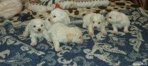 Vând căței bichon maltez