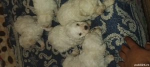 Vând căței bichon maltez - imagine 2 Vând căței bichon maltez - imagine 2