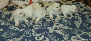 Vând căței bichon maltez - imagine 4 Vând căței bichon maltez - imagine 4