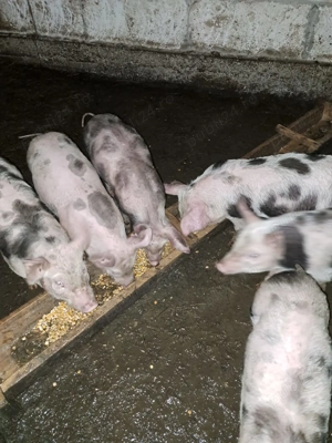 Purcei de 8 săptămâni 