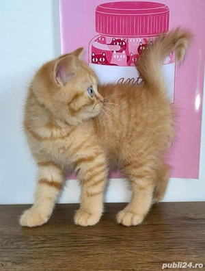 British Orange  - imagine 2