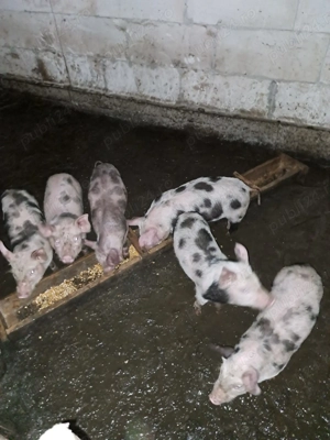 Purcei de 8 săptămâni  - imagine 2