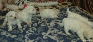 Vând căței bichon maltez - imagine 3 Vând căței bichon maltez - imagine 3