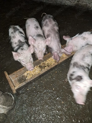 Purcei de 8 săptămâni  - imagine 3