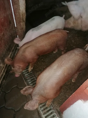 Vând purcei  - imagine 2