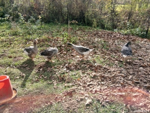 vand boboci de gasca Landes in varsta de 4 luni  - imagine 3 vand boboci de gasca Landes in varsta de 4 luni  - imagine 3