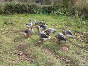 vand boboci de gasca Landes in varsta de 4 luni  - imagine 5 vand boboci de gasca Landes in varsta de 4 luni  - imagine 5