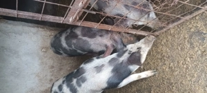 Porci,grăsuni & purcei  - imagine 2