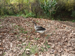 vand boboci de gasca Landes in varsta de 4 luni  - imagine 4 vand boboci de gasca Landes in varsta de 4 luni  - imagine 4