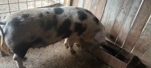 Porci,grăsuni & purcei  - imagine 3