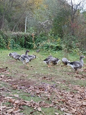 vand boboci de gasca Landes in varsta de 4 luni  - imagine 2 vand boboci de gasca Landes in varsta de 4 luni  - imagine 2