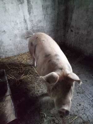 Primesc arvuna pt Craciun - imagine 4