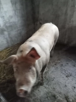 Primesc arvuna pt Craciun - imagine 3