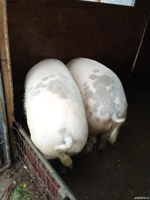 porc de vanzare  - imagine 3
