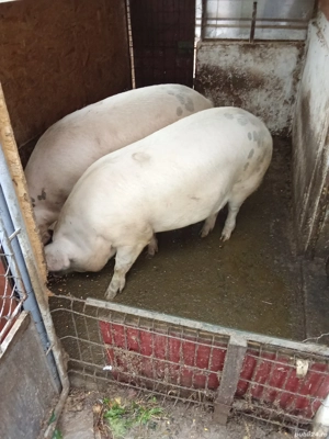 porc de vanzare  - imagine 4
