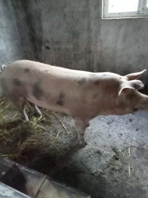 Primesc arvuna pt Craciun