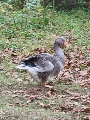 vand boboci de gasca Landes in varsta de 4 luni 