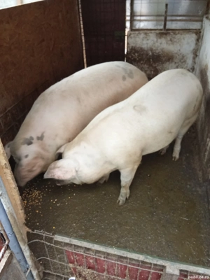 porc de vanzare  - imagine 2