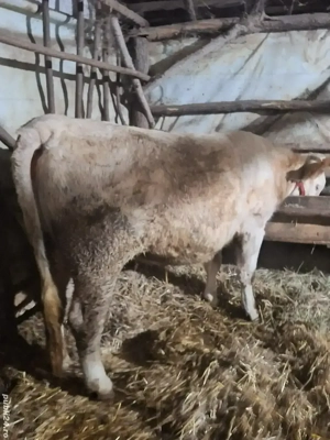 Vând vitaua  - imagine 2