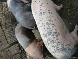 Vând porc pentru sacrificat 