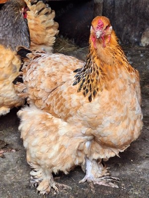 Brahma Columbia Galben-Negru  - imagine 4