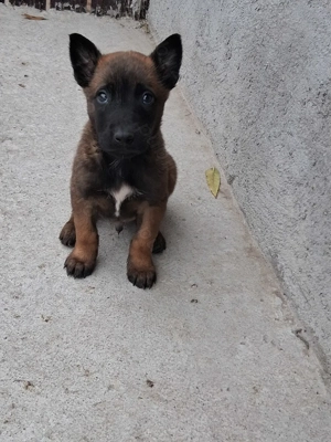 Pui ciobănesc belgian malinois 