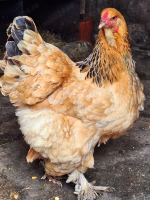 Brahma Columbia Galben-Negru  - imagine 5