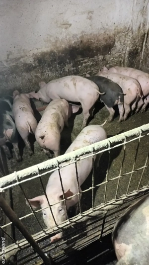 Vand purcei - imagine 3