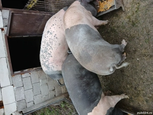Vând porc pentru sacrificat  - imagine 2 Vând porc pentru sacrificat  - imagine 2