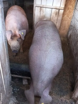 porci de vînzare rasa duroc  - imagine 2 porci de vînzare rasa duroc  - imagine 2