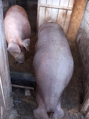porci de vînzare rasa duroc 