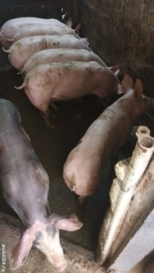 Vand soldani - imagine 3 Vand soldani - imagine 3