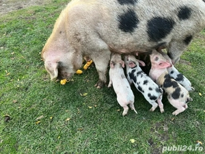 scroafa cu purcei  - imagine 2