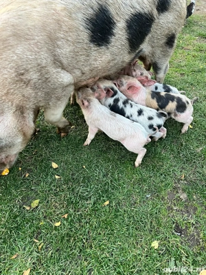 scroafa cu purcei  - imagine 3