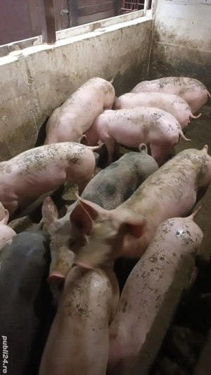 Vand soldani - imagine 4 Vand soldani - imagine 4