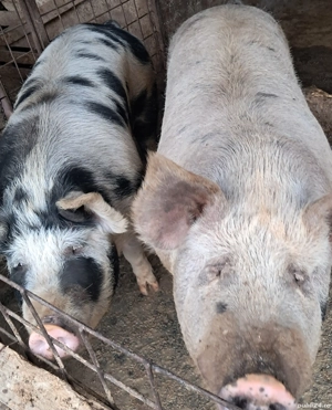 Porci pt sacrificat  - imagine 4 Porci pt sacrificat  - imagine 4