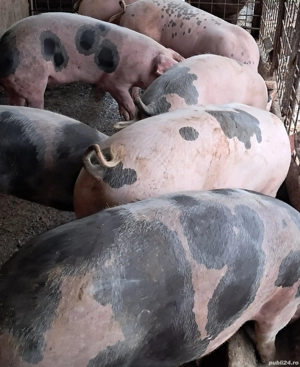 Porci pt sacrificat  - imagine 2 Porci pt sacrificat  - imagine 2