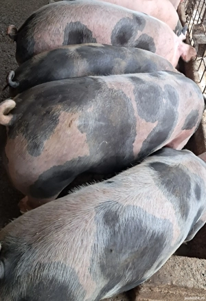 Porci pt sacrificat  - imagine 3 Porci pt sacrificat  - imagine 3