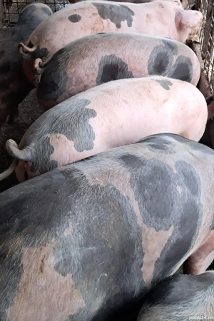 Porci pt sacrificat 