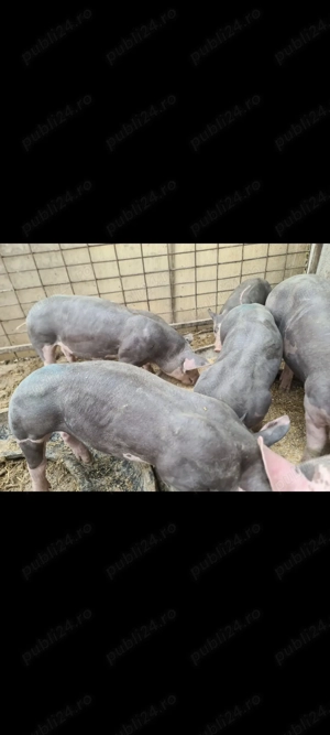 Vând purcei pietrani originali - imagine 4 Vând purcei pietrani originali - imagine 4