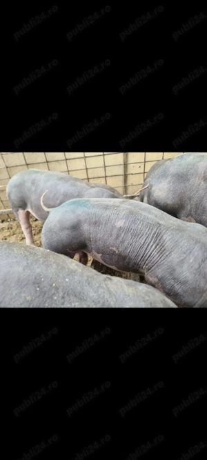 Vând purcei pietrani originali - imagine 2 Vând purcei pietrani originali - imagine 2