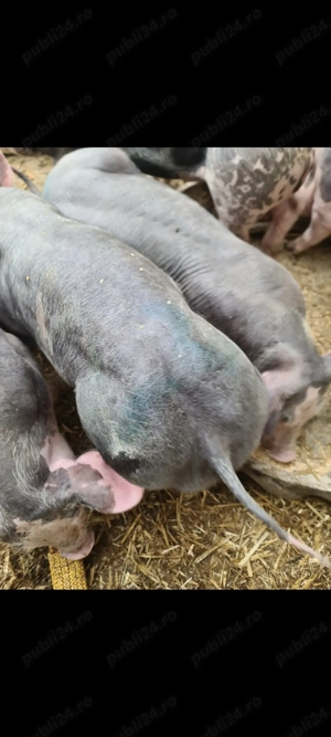 Vând purcei pietrani originali - imagine 5 Vând purcei pietrani originali - imagine 5