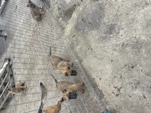 Vând pui ciobănesc belgian ( malinois ) - imagine 3 Vând pui ciobănesc belgian ( malinois ) - imagine 3
